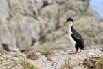 Imperial Shag carrying nest material, Cape Bougainville, Falklands