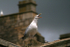 Herring Gull  _AGT039