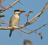 Striped Kingfisher perched on a branch in a tree