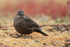 Blackish Cinclodes close view, Sea Lion Island, Falklands