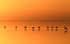 Flamans au coucher du soleil