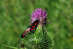Six-Spot Burnet