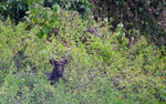 Sambar