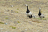 Barnacle Geese, Jokulsarlon, South Iceland