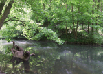 Bristol Landscape_River Frome in Spring_B0218
