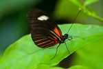 Postman butterfly - 4557