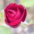 RedRose-natural-1