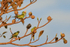 Yellow-chevroned Parakeets, Porto Jofre, Mato Grosso, Brazil