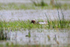 Garganey (male) on Ashgrave - record shot