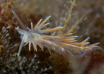 Fjordia sp.