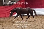 BPP_2890