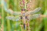 Female Four Spot chaser