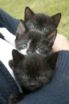 Frear-Kittens