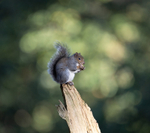 Grey Squirrel - Sciurus carolinensis
