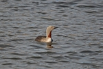 Red-throated Diver
