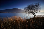 The Lone Tree