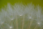 Dandelion Seeds