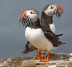 Puffin - Fratercula arctica