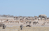 Water-hole at 11 AM