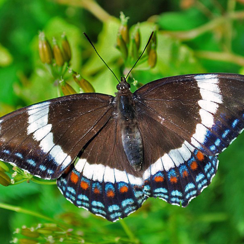 A White Admiral butterfly.