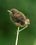 Reed Warbler nestling at Otmoor RSPB reserve
