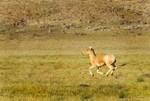 Khulan, or Mongolian wild ass (equus hemionus hemionus), Mongolia