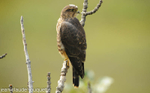 Pelgrin falcon.