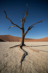 Deadvlei (long roots)