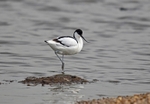 Avocet