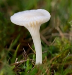 Snowy Waxcap
