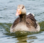 Greylag Goose portfolio