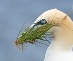 Gannet - Morus bassanus