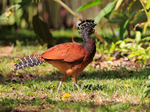 Great Curassow (female) walking in the grounds of Bosque del Cabo