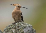 Hoopoe
