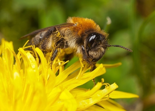 [i]Andrena nitida[/i] (=[i]pubescens[/i]), female. Warwickshire, May 2012.