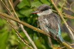 Striped Kingfisher