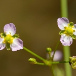 Narrow-leaf water-plantain (Alisma lanceolatum)