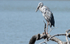 Asian Openbill
