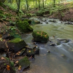 Autumn by the Brook