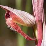 Ploughshare orchid (Serapias vomeracea)