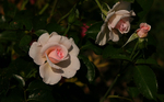 Rose - Peace 4