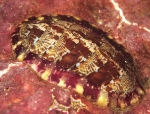 Tonicella marmorea