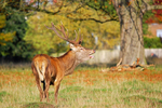 Red Deer