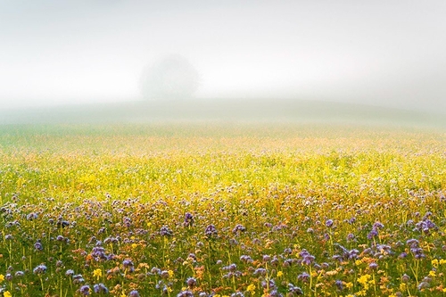GRANGE FARM HILL IN MIST
