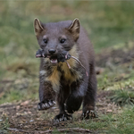 Gold-Digital-Charlie Kidd-pine marten with rat