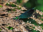 Beautiful Demoiselle
