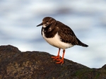 Turnstone