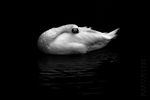 Swan 08