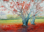 'Japanese Maples'