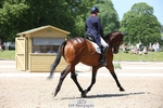 160-SWHISKEY-Jeanette_Brakewell-WEDTrotUp+DR portfolio